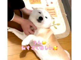 柴犬,動画