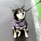 柴犬,動画