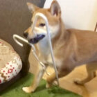 柴犬,動画