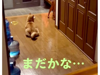 柴犬,動画