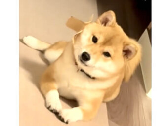 柴犬,動画