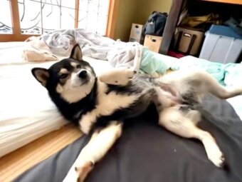柴犬,動画