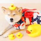 柴犬マンガ