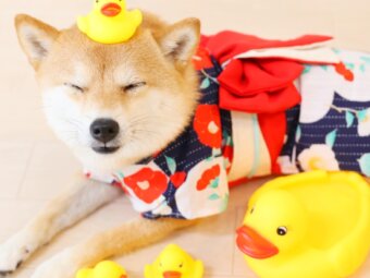 柴犬マンガ