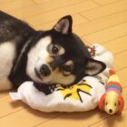 柴犬眠い