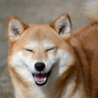柴犬実験
