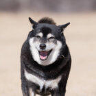 柴犬ヒコーキ耳