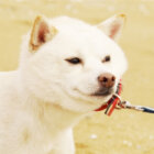 白柴犬