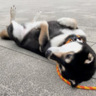 柴犬