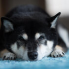 柴犬ごめん寝