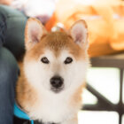 柴犬目線