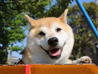 柴犬,緑内障,うにはろ