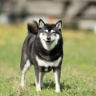 柴犬,かけっこ