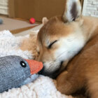 柴犬,パピー