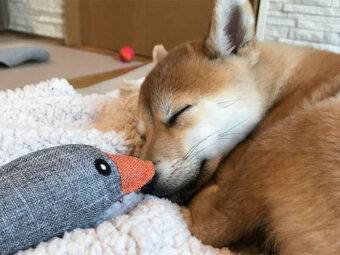 柴犬,パピー