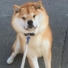 柴犬,拒否犬