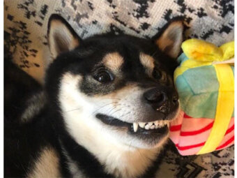 柴犬,つくり笑い