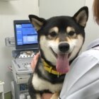 柴犬病院