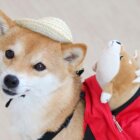 柴犬帽子