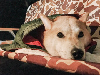 柴犬キャンプ