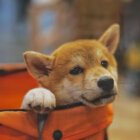 柴犬ダンボール