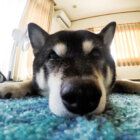 柴犬の鼻