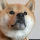 柴犬上目遣い