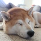 柴犬,緑内障