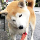 柴犬,首かしげ