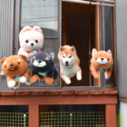 柴犬グッズ