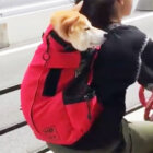柴犬,リュックサック