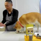 柴犬クッキング