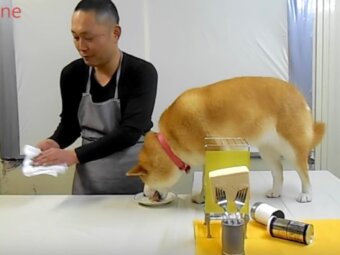 柴犬クッキング