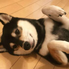 柴犬,ヘソ天