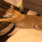柴犬,子犬,成犬