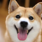 柴犬,動画