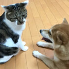 柴犬,YouTube