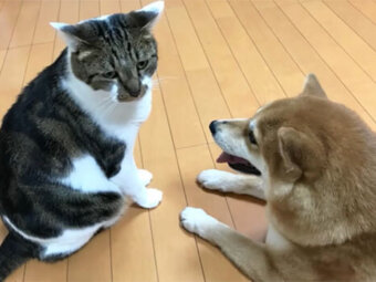 柴犬,YouTube