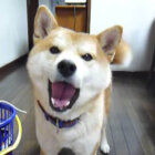 柴犬,ブラッシング