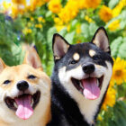 柴犬,お花