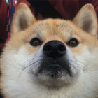 柴犬,ローアングル