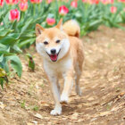 柴犬,テケテケ歩き