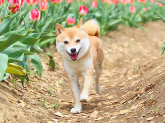 柴犬,テケテケ歩き