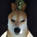 柴犬,うさ柴