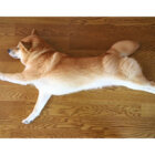 柴犬,ストレッチ