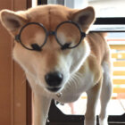 柴犬,うっかり者