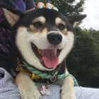柴犬,ヨシヨシ