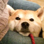 柴犬,股スチャッ