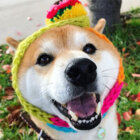 柴犬,もこカワ