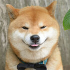 柴犬,掃除機